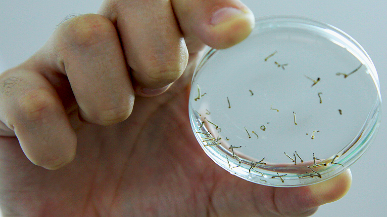 Larvas do mosquito da dengue